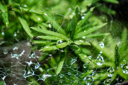 Spider web with water drops on a green plant.の写真素材