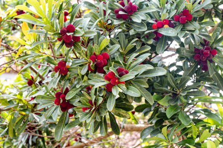 Trees with red berries.の写真素材