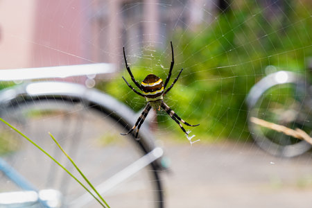 Spider on the web with a bike in the background.の写真素材
