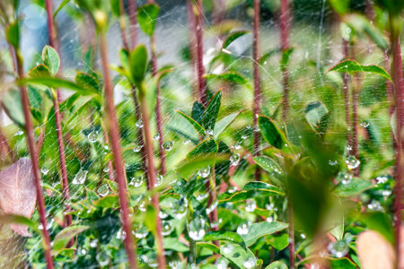 Spider web with dew drops in the garden.の写真素材