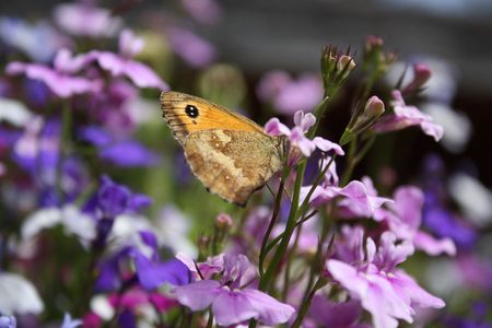 A gatekeeper butterfly (Pyronia Tithonus) rests on a flower eating nectar