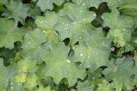Wet green leaves, close-up の写真素材