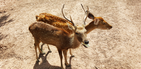 A deer in a forest with sand fieldの写真素材