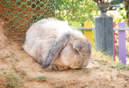 Sleeping gray breeder bunny in bunny farmの写真素材