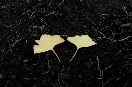 Yellow ginko leaf on black soil floorの写真素材