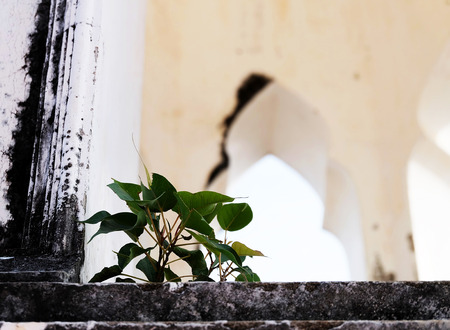 Tiny plant grow up between the building ; cementの写真素材