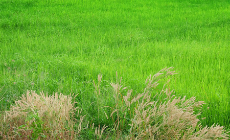 Green rice field in harvest season with floraの写真素材