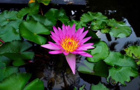 Purple Lotus with green lily leaf in a pondの写真素材