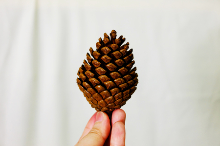 Hand hold pine cone on winter season, holidaysの写真素材