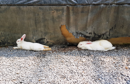 Relaxing Rabbit with nature backgroundの写真素材
