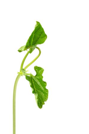 Bean plant isolated on a white backgroundの写真素材
