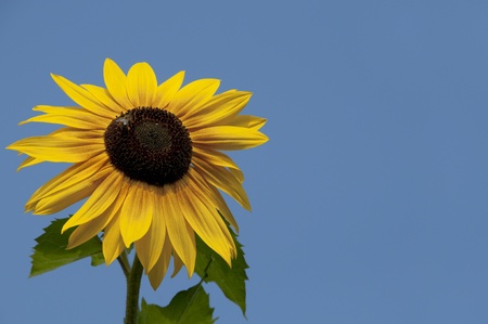 Closeup of sunflower against blue skyの写真素材
