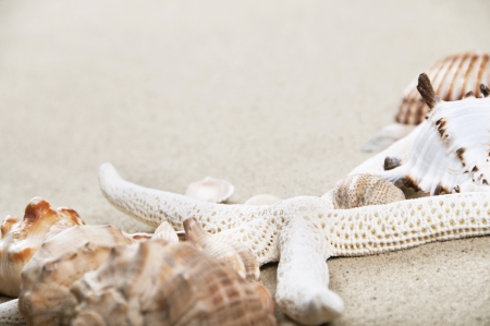 sea shells and starfish with sand as background の写真素材