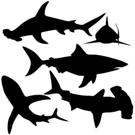 Collection of sharks isolated on white  Vector のイラスト素材