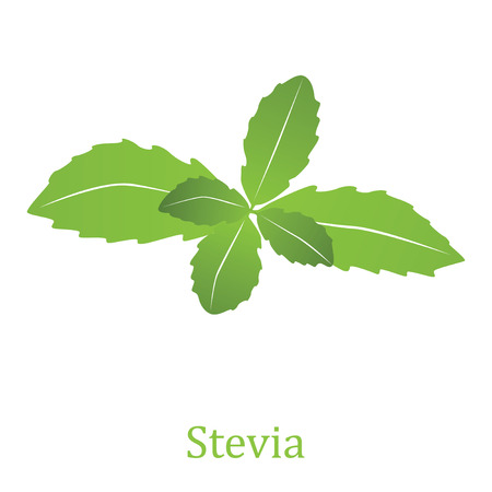 Stevia rebaudiana, sweetleaf sugar substitute isolated on white background (Vector illustration)のイラスト素材