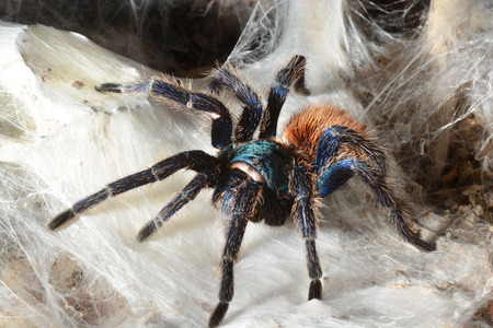 Close-up of a greenbottle tarantula (Chromatopelma cyaneopubescens)