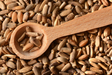 Seeds of a milk thistle and wooden spoon.の写真素材