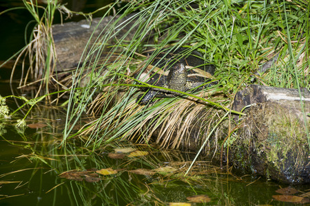 European pond turtle (Emys orbicularis)の写真素材