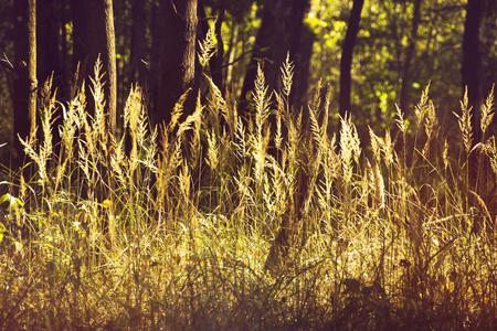 field of grass and forest in background. Retro or vintage filter.の写真素材