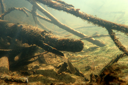 Underwater scenery in the river and young fishes.の写真素材