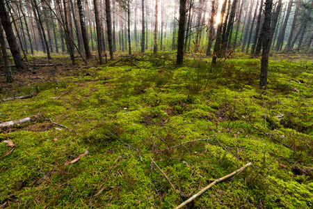 Morning in the forest. Nature background.の写真素材