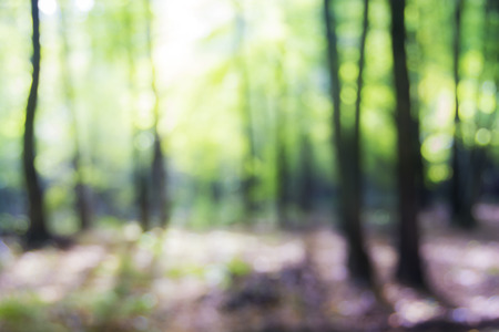 Blurred trees in the sunny day. Forest backgroundの写真素材