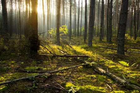 Morning in the forest. Nature background.の写真素材