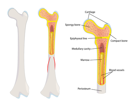 Human bone anatomy, illustrationのイラスト素材