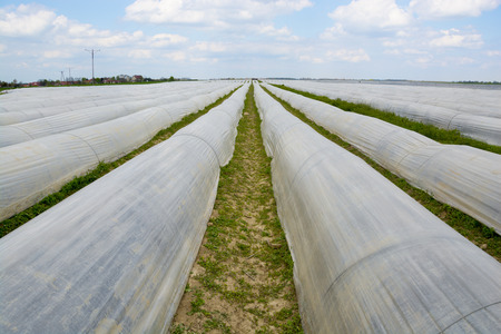 Asparagus fieldの写真素材