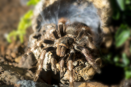 Tarantula (Nhandu coloratovillosus) adult female at the entrance to burrowの写真素材