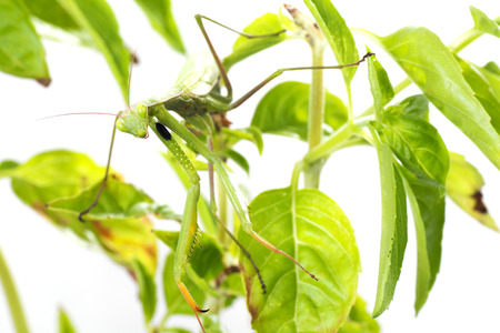 European Mantis or Praying Mantis, Mantis religiosa, on plant. Isolated on white background