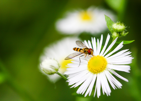 Closeup of a flower fly on a daisy-like flowerの写真素材