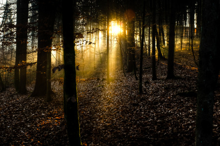 Sunrays bursting through the forestの写真素材