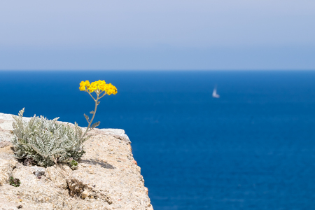 An immortelle flower overlooking the sea at the edge of the Castle at Calvi, Corsicaの写真素材