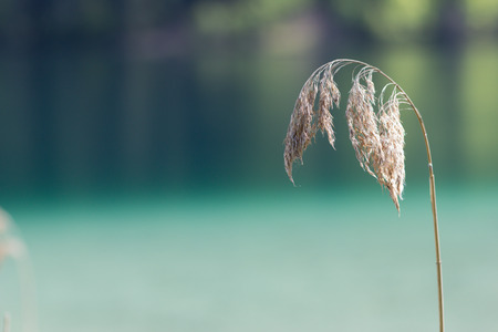 Reed detail in front of blurred nice turquise colored lake Weissensee in Austria, Carinthiaの写真素材