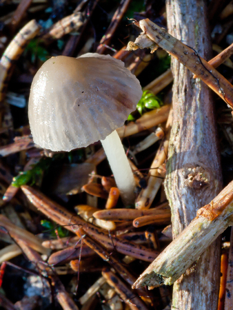 Closeup of a very small mushroom