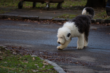 Old english sheepdog puppy walking on a way through the parkの写真素材