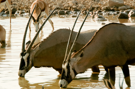 Two Oryx in Etoshaの写真素材