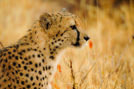 Camouflaged cheetah