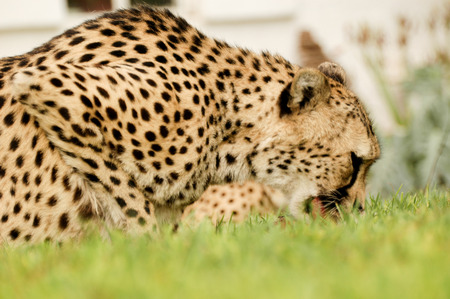 Cheetah eatingの写真素材