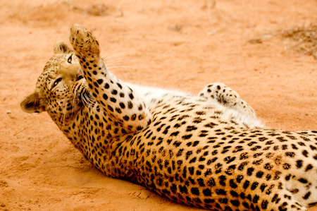 playing Leopardの写真素材