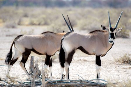 Two Orixの写真素材