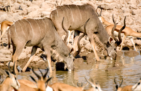 Kudu in Okaukuejoの写真素材