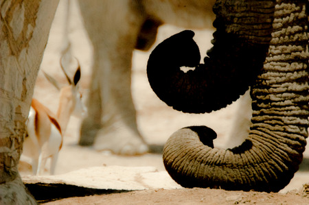 Elephant trunkの写真素材