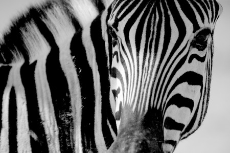 Zebra Portraitの写真素材
