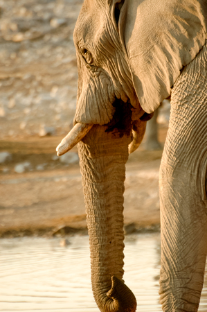 Elephant Portraitの写真素材