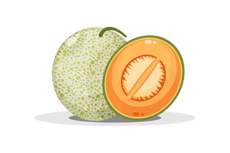 Melon and melon slicesのイラスト素材