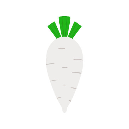 Cute Cartoon White Radish or Daikon Root Vegetable Illustrationの写真素材
