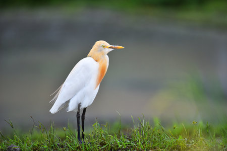 White color bird relaxing at the fieldの写真素材