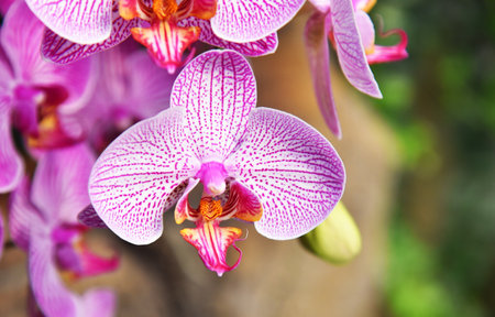 Beautiful type of orchid flower.